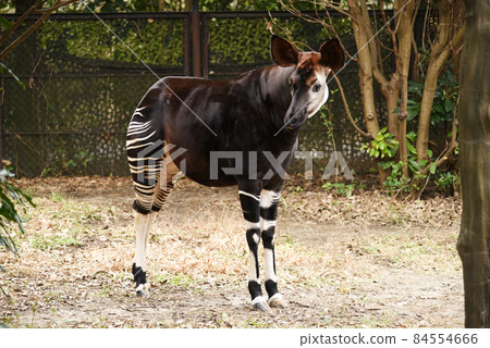 霍加皮 霍加皮 84554666