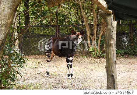 霍加皮 霍加皮 84554667