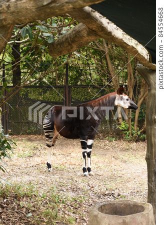 霍加皮 霍加皮 84554668