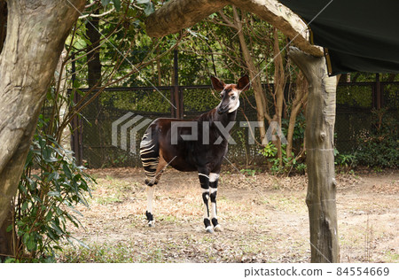 霍加皮 霍加皮 84554669