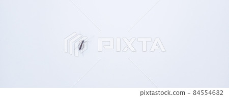 Close up a mosquito isolated on white background 84554682