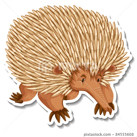 Echidna cartoon character on white background Echidna cartoon character on white background 84555608