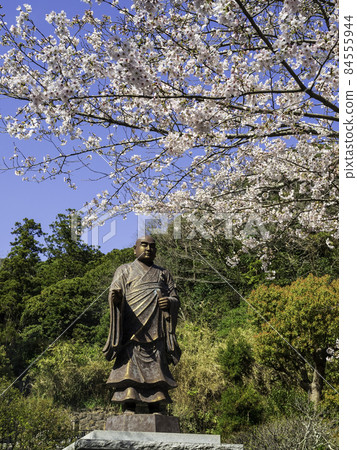 Kamakura / Myohonji Temple Nichiren Saints and Sakura Kamakura / Myohonji Temple Nichiren Saints and Sakura 84555944