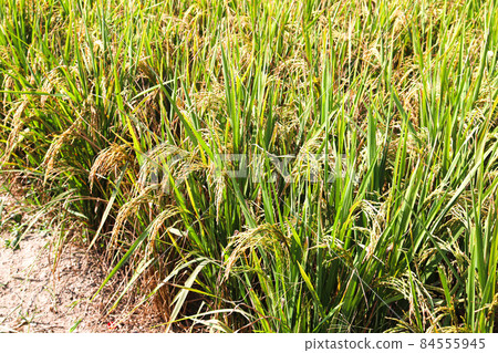 ripe paddy farm on field for harvest and sell ripe paddy farm on field for harvest and sell 84555945