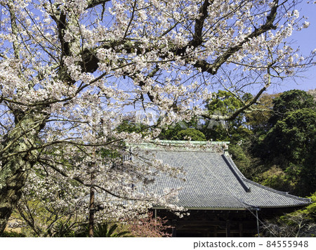 Kamakura / Myohonji Temple Soushido and Sakura Kamakura / Myohonji Temple Soushido and Sakura 84555948