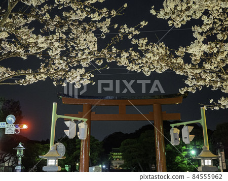 鎌倉 / 鶴岡八幡宮 Dankazura 夜櫻 84555962