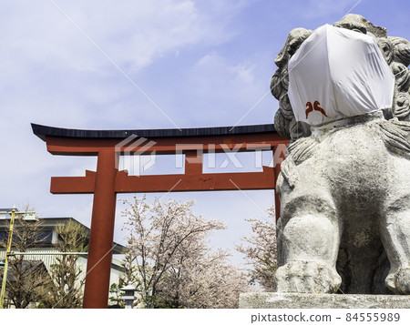 鎌倉 / 鶴岡八幡宮 Dankazura Sakura 和 Nino Torii 鎌倉 / 鶴岡八幡宮 Dankazura Sakura 和 Nino Torii 84555989