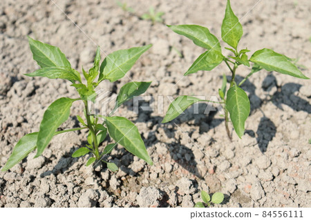 green colored chili tree firm for harvest green colored chili tree firm for harvest 84556111