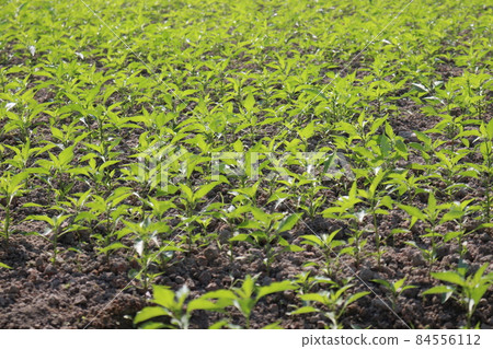 green colored chili tree firm for harvest green colored chili tree firm for harvest 84556112