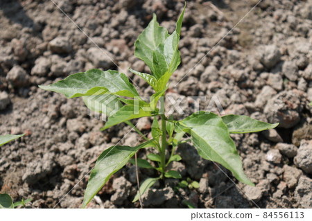 green colored chili tree firm for harvest green colored chili tree firm for harvest 84556113