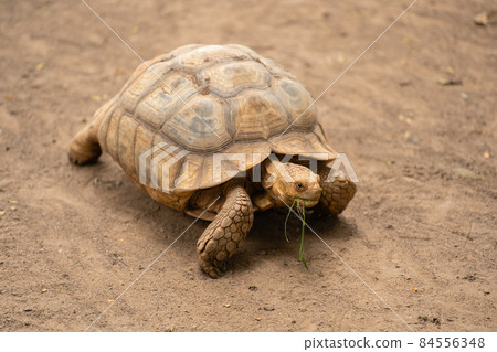 african spurred tortoise (Geochelone sulcata) resting in garden 84556348