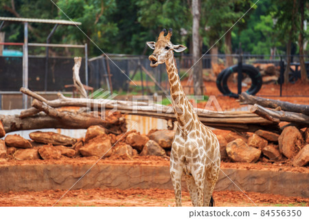giraffe (giraffa camelopardalis) standing on ground giraffe (giraffa camelopardalis) standing on ground 84556350