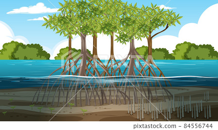 Mangrove forest landscape scene at daytime Mangrove forest landscape scene at daytime 84556744