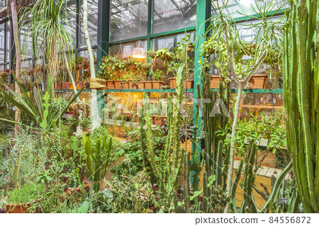 Inside a succulent greenhouse. Botanical Garden of Moscow State University, Russia Inside a succulent greenhouse. Botanical Garden of Moscow State University, Russia 84556872