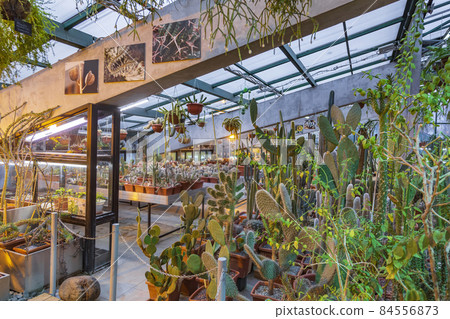 Inside a succulent greenhouse. Botanical Garden of Moscow State University, Russia 84556873