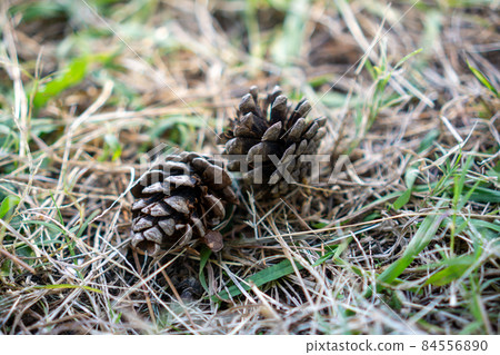 Pine cone that fell to the ground 84556890