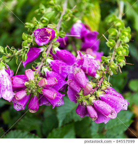 Beautiful bright purple oblong-oval flowers of digitalis covered with dew drops. Beautiful bright purple oblong-oval flowers of digitalis covered with dew drops. 84557099