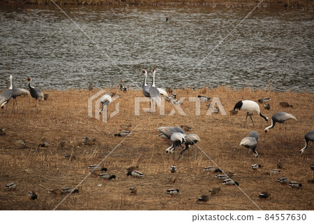Gangwon-do, Cheorwon-gun, migratory bird habitat, red-crowned crane Gangwon-do, Cheorwon-gun, migratory bird habitat, red-crowned crane 84557630