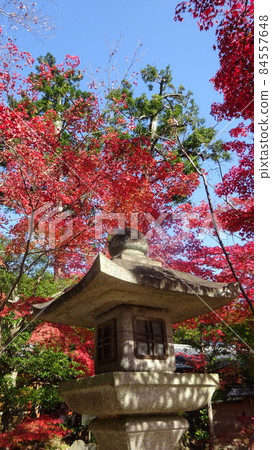 Autumn leaves in the shrine precincts, stone lanterns and autumn leaves, japanimage, Cool Japan, autumn in Japan, November 84557648