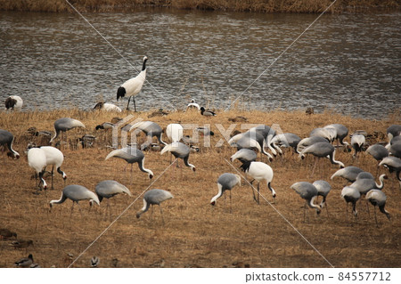 Gangwon-do. White crane. Cheorwon-gun. Birding. 84557712