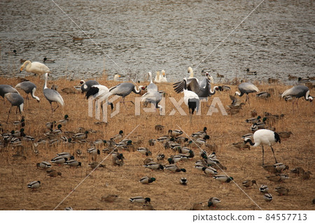Gangwon-do. White crane. Cheorwon-gun. Birding. Gangwon-do. White crane. Cheorwon-gun. Birding. 84557713