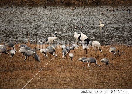 Gangwon-do. White crane. Cheorwon-gun. Birding. Gangwon-do. White crane. Cheorwon-gun. Birding. 84557751
