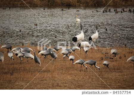 Gangwon-do. White crane. Cheorwon-gun. Birding. 84557754