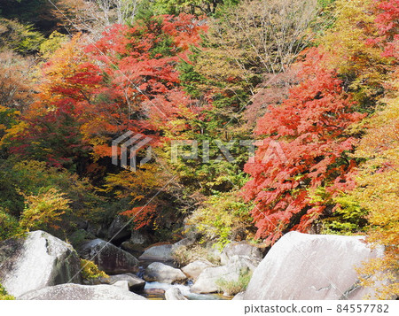 Autumn leaves in Shosenkyo, Yamanashi Prefecture, November Autumn leaves in Shosenkyo, Yamanashi Prefecture, November 84557782
