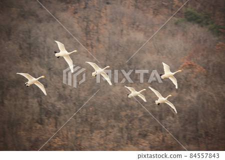 Gangwon-do. Cheorwon-gun. Migratory bird sanctuary. White crane. Birding. Gangwon-do. Cheorwon-gun. Migratory bird sanctuary. White crane. Birding. 84557843