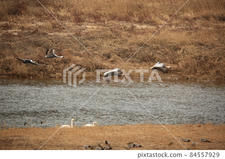 江原道。鐵原郡。候鳥保護區。白鶴。觀鳥。 江原道。鐵原郡。候鳥保護區。白鶴。觀鳥。 84557929