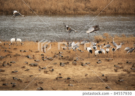 江原道。鐵原郡。候鳥保護區。白鶴。觀鳥。 江原道。鐵原郡。候鳥保護區。白鶴。觀鳥。 84557930