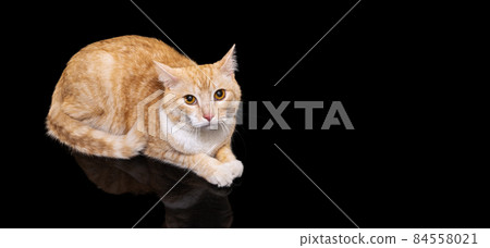 Portrait of beautiful big fluffy red cat with brown eyes isolated on dark studio background. Animal life concept Portrait of beautiful big fluffy red cat with brown eyes isolated on dark studio background. Animal life concept 84558021