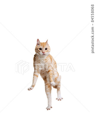 Studio shot of beautiful cute red cat, pet jumping isolated on white studio background. Animal life concept 84558068