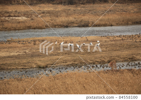 Gangwon-do. Red-crowned Crane. Cheorwon Crane Village. Cheorwon-gun Birding. 84558100