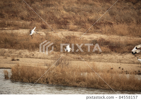 Gangwon-do. Red-crowned Crane. Cheorwon Crane Village. Cheorwon-gun Birding. Gangwon-do. Red-crowned Crane. Cheorwon Crane Village. Cheorwon-gun Birding. 84558157