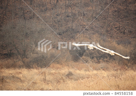 Gangwon-do. Red-crowned Crane. Cheorwon Crane Village. Cheorwon-gun Birding. Gangwon-do. Red-crowned Crane. Cheorwon Crane Village. Cheorwon-gun Birding. 84558158