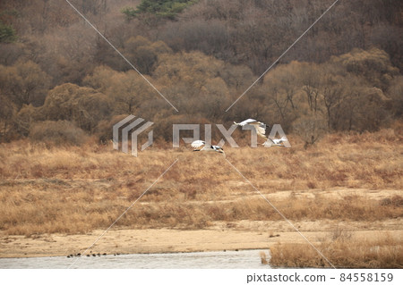 Gangwon-do. Red-crowned Crane. Cheorwon Crane Village. Cheorwon-gun Birding. 84558159