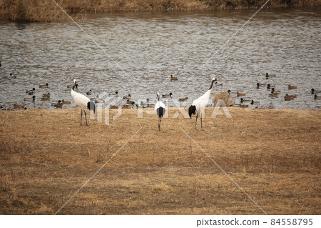 Gangwon-do. Cheorwon Crane Village. Cheorwon-gun. Red-crowned Crane 84558795