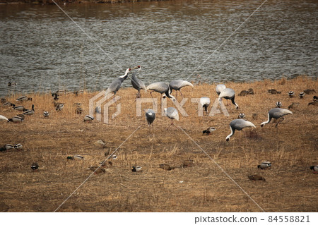 Gangwon-do. Cheorwon Crane Village. Cheorwon-gun. Red-crowned Crane Gangwon-do. Cheorwon Crane Village. Cheorwon-gun. Red-crowned Crane 84558821