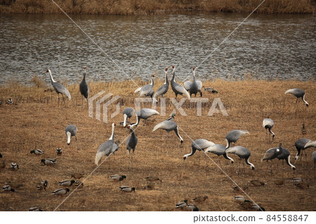 Gangwon-do. Cheorwon Crane Village. Cheorwon-gun. Red-crowned Crane Gangwon-do. Cheorwon Crane Village. Cheorwon-gun. Red-crowned Crane 84558847
