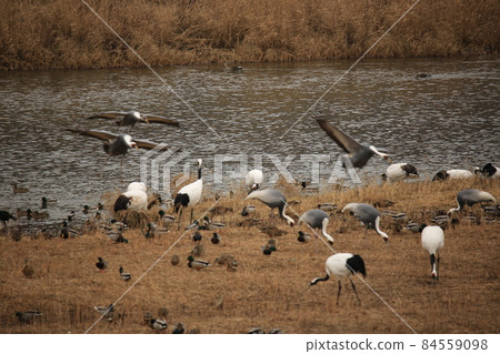 Gangwon-do, Cheorwon Crane Village, Cheorwon-gun, Birdwatching 84559098
