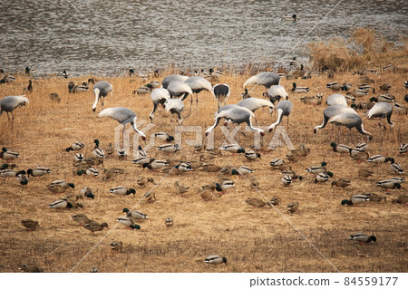 Gangwon-do, Cheorwon Crane Village, Cheorwon-gun, Birdwatching Gangwon-do, Cheorwon Crane Village, Cheorwon-gun, Birdwatching 84559177