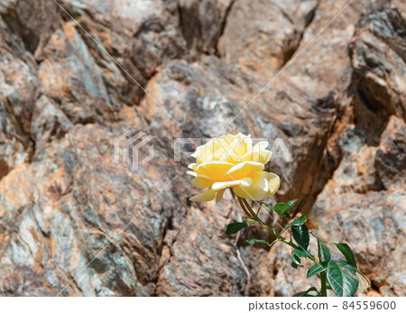 Yellow rose on the background of a rock Yellow rose on the background of a rock 84559600