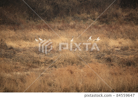 Gangwon-do, Cheorwon Crane Village, Cheorwon-gun. 84559647