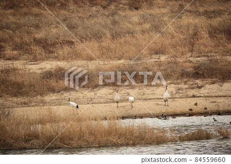 Gangwon-do, Cheorwon Crane Village, Cheorwon-gun. Gangwon-do, Cheorwon Crane Village, Cheorwon-gun. 84559660