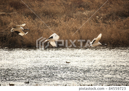 Gangwon-do, Cheorwon Crane Village, Cheorwon-gun. 84559723