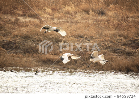 Gangwon-do, Cheorwon Crane Village, Cheorwon-gun. 84559724