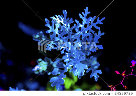 我試圖讓銀豚草變藍 84559789