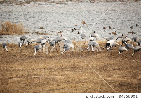 Gangwon-do, Cheorwon Crane Village, Cheorwon-gun, Birdwatching 84559901