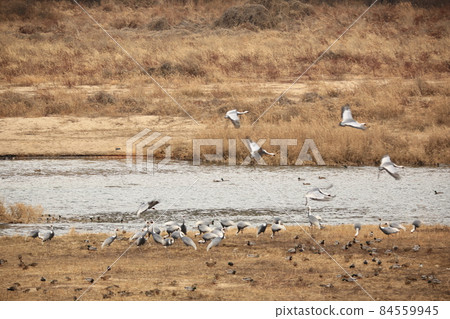 Gangwon-do, Cheorwon Crane Village, Cheorwon-gun, Birdwatching Gangwon-do, Cheorwon Crane Village, Cheorwon-gun, Birdwatching 84559945